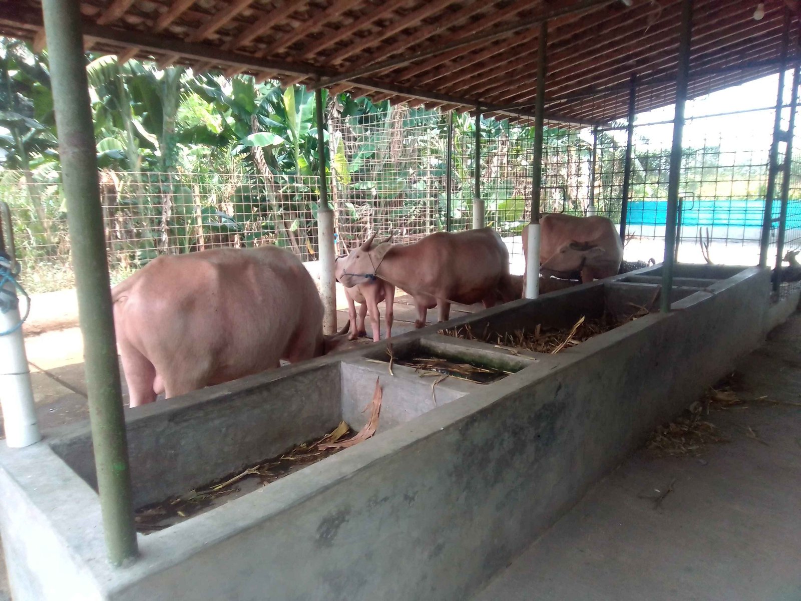 Hewan Sapi di Wisata Edukasi Rodjo Tater